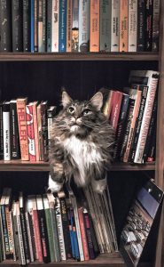 alchemy-book-editor-cat-bookcase-shelves